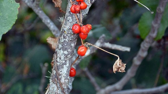 cstro &lpar;10&rpar;