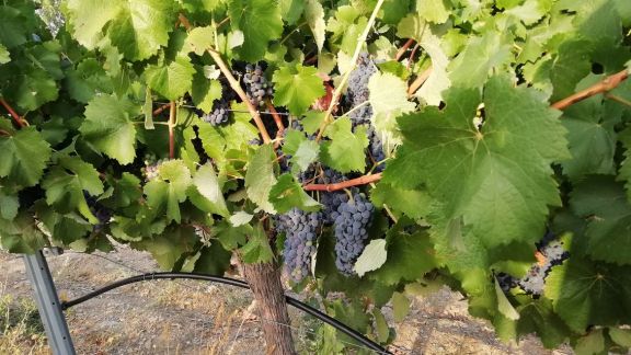 Vi&ntilde;edo Ahigal