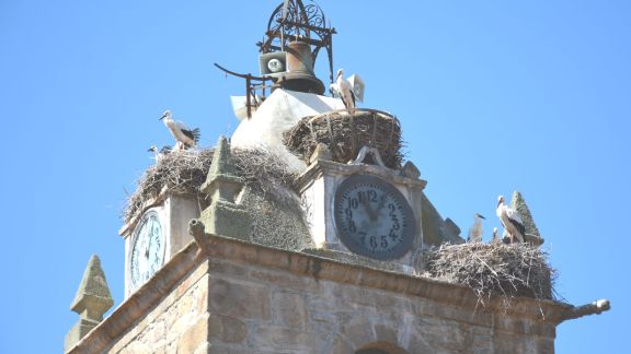 lumbrales cig&uuml;e&ntilde;as